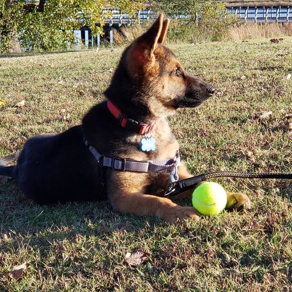 Meet your Posher, Rob - Picture 1 of 1